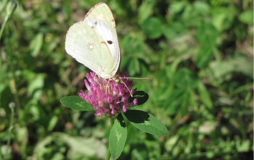 Colias croceus f. helice